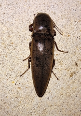 Orthostethus infuscatus