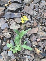 Brassica napus
