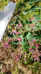 Lespedeza bicolor