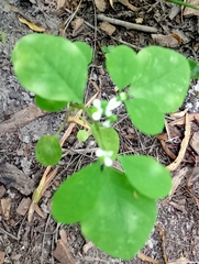 Euphorbia graminea