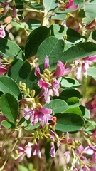 Lespedeza bicolor