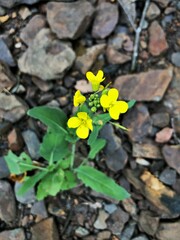 Brassica napus