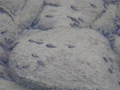 Melanoides tuberculata