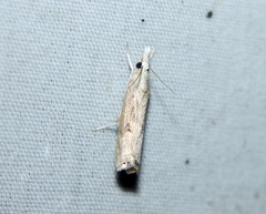 Parapediasia teterrellus