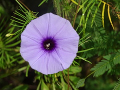 Ipomoea