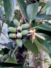 Lithocarpus glaber