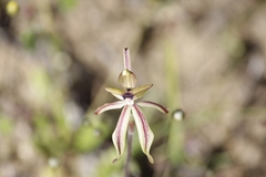 Caladenia roei