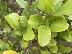 Ileostylus micranthus