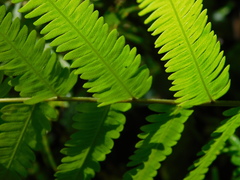 Amblovenatum immersum