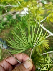 Pseudolarix amabilis