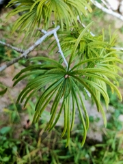 Pseudolarix amabilis