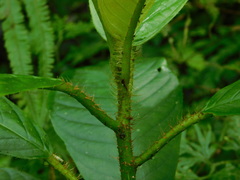 Saurauia