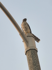 Accipiter cooperii