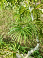 Pseudolarix amabilis