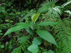 Saurauia