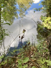 Penstemon laevigatus