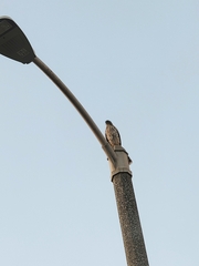 Accipiter cooperii