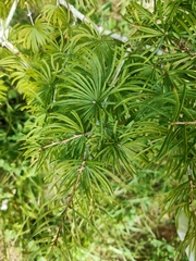 Pseudolarix amabilis