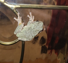 Hyla chrysoscelis