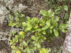 Ileostylus micranthus