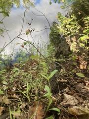 Penstemon laevigatus