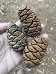 Sequoiadendron giganteum