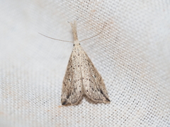 Trigonistis
