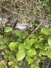 Ileostylus micranthus