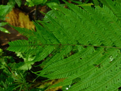 Amblovenatum immersum