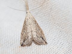 Trigonistis