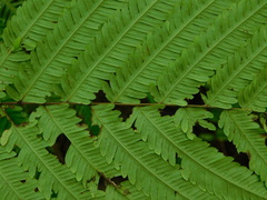 Amblovenatum immersum