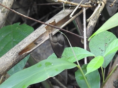 Coelites epiminthia