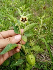 Physalis coztomatl