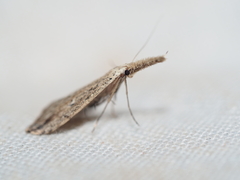 Trigonistis