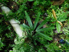 Lygodium circinnatum