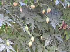 Distimake dissectus dissectus