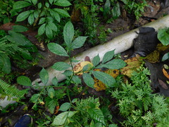 Amorphophallus