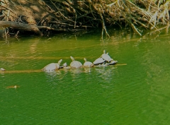Trachemys hartwegi