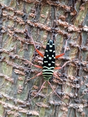 Placosternus erythropus