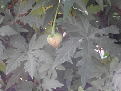 Distimake dissectus dissectus