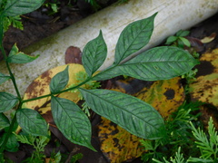 Amorphophallus