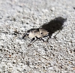 Sphenophorus coesifrons
