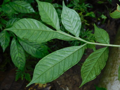 Amorphophallus