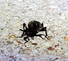 Sphenophorus coesifrons