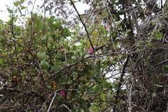 Lophospermum erubescens