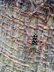 Placosternus erythropus