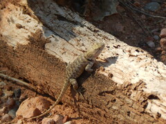 Sceloporus uniformis