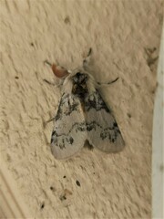 Iropoca rotundata