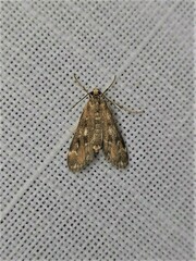Hygraula nitens