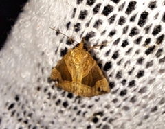 Hypena manalis